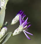 Eastern silver aster